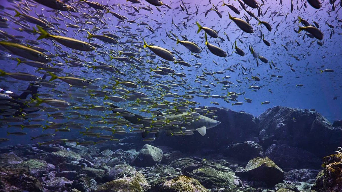 Abyss_Scuba's tweet photo. Read the lattest Bubbles from the Abyss - https://t.co/DyYtdRcx0E https://t.co/WfTklzfhIZ