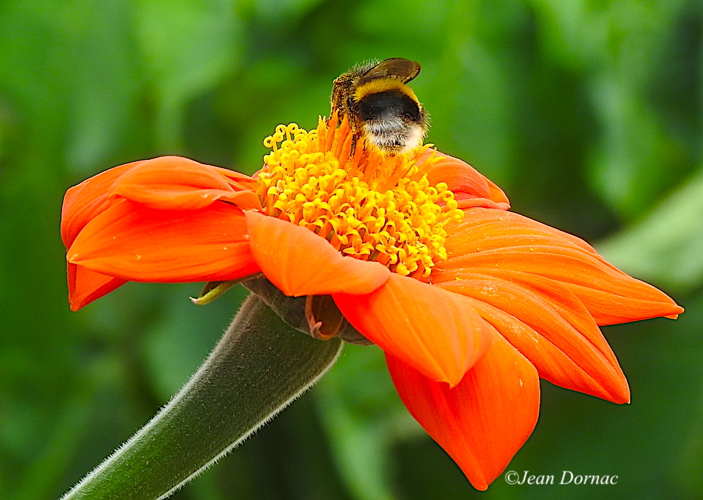 JeanDornac's tweet photo. Soleil mexicain au cœur duquel se baigne littéralement cette abeille... #soleil #mexicaine #coeur #baigne #littéralement #abeille #quai #Aiguillon #Lannion #CôteArmor #Bretagne #France https://t.co/zcmy83DxWX