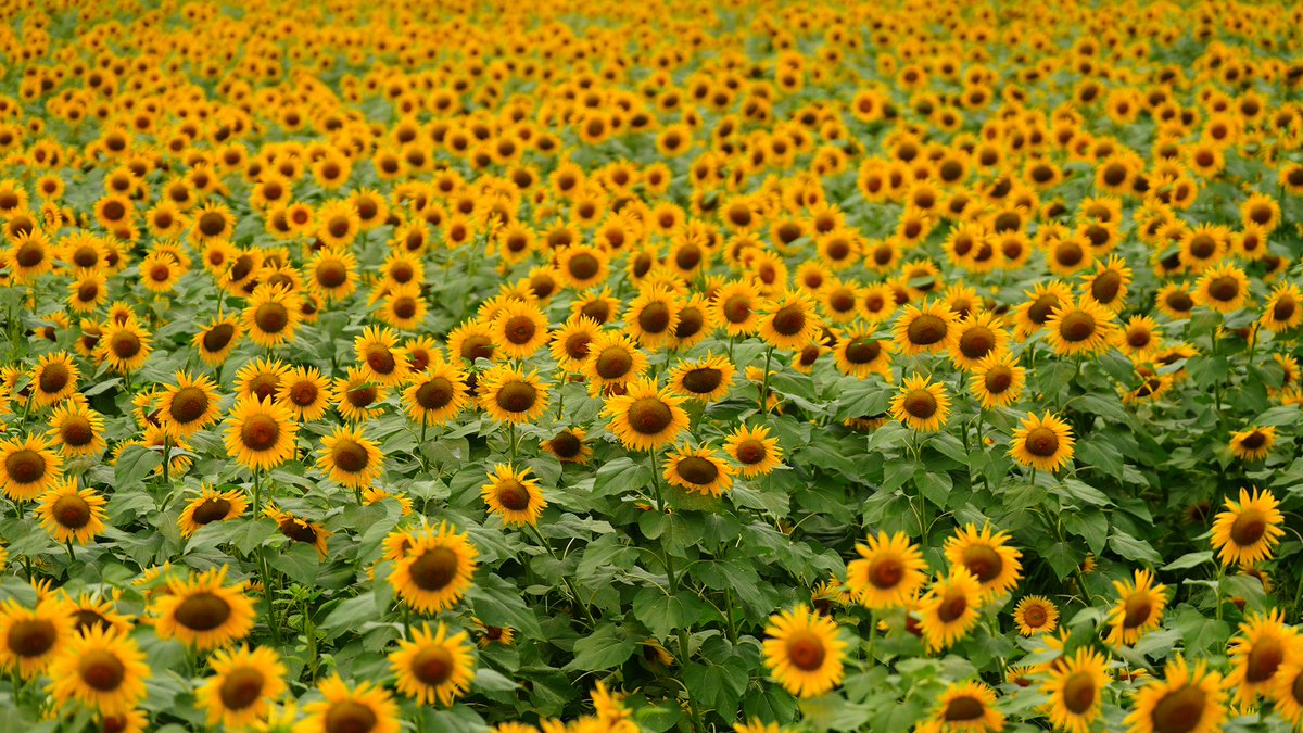 winwin88's tweet image. 権現堂のひまわり🌻ひまわりの開花情報の確認に!何分咲きかは、不明ですが、満開に近いレベルかと。ミツバチさん🐝も、気持ちよく蜜を吸ってました。キバナコスモスや、紫陽花の残りが咲いていたのは、意外な発見でした。
写真を4枚添付します。
#sonyalpha #sonya7siii #sel70200gm2  #sunflowers