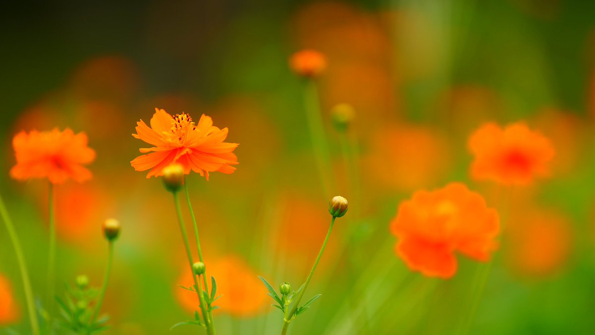 winwin88's tweet image. 権現堂のひまわり🌻ひまわりの開花情報の確認に!何分咲きかは、不明ですが、満開に近いレベルかと。ミツバチさん🐝も、気持ちよく蜜を吸ってました。キバナコスモスや、紫陽花の残りが咲いていたのは、意外な発見でした。
写真を4枚添付します。
#sonyalpha #sonya7siii #sel70200gm2  #sunflowers