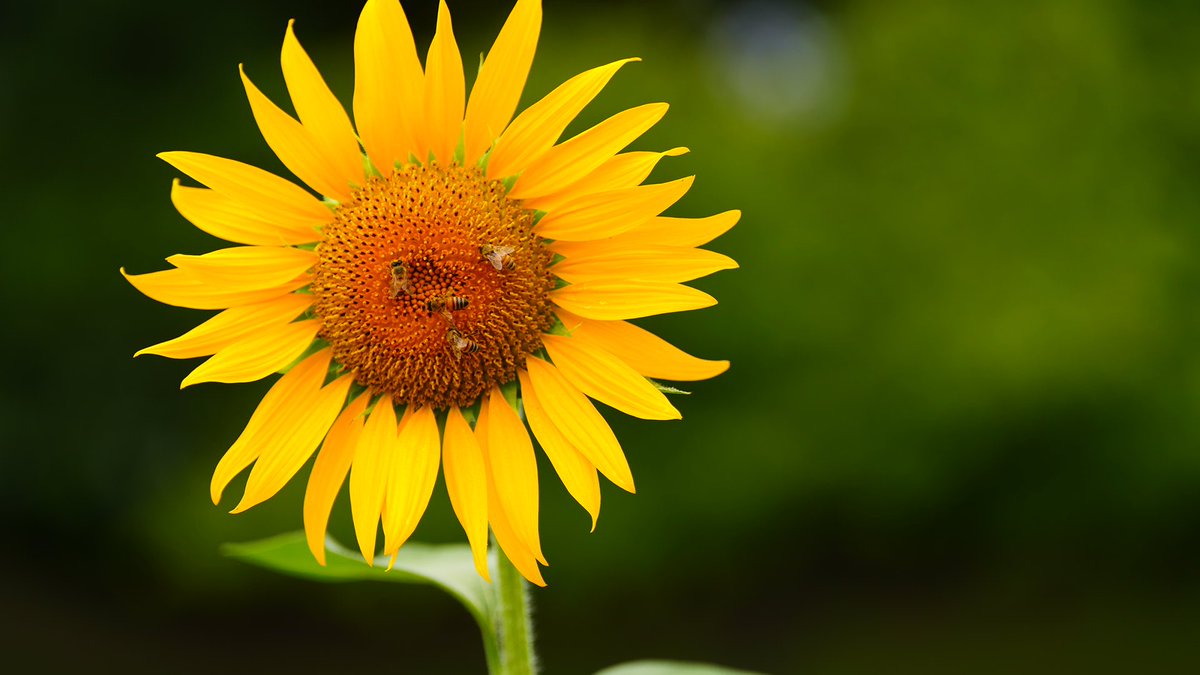 winwin88's tweet image. 権現堂のひまわり🌻ひまわりの開花情報の確認に!何分咲きかは、不明ですが、満開に近いレベルかと。ミツバチさん🐝も、気持ちよく蜜を吸ってました。キバナコスモスや、紫陽花の残りが咲いていたのは、意外な発見でした。
写真を4枚添付します。
#sonyalpha #sonya7siii #sel70200gm2  #sunflowers