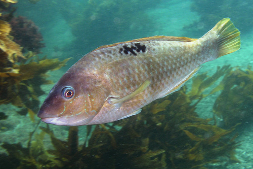 How can a spotty change its spots? Fish up a male and the bossiest female will take his place. Now <a href="/otago/">University of Otago</a> geneticists have shown how slippery sexuality can be, with 96 snapshots of a transitioning fish going female-male - and everything in between #icg2023 gemmell-lab.anatomy.otago.ac.nz