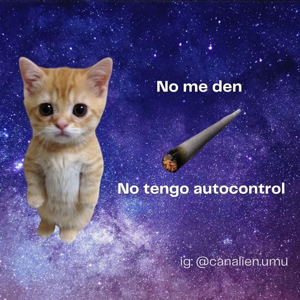 BreakinGatos's tweet photo. Autocontrol https://t.co/TqYXTFP4XZ