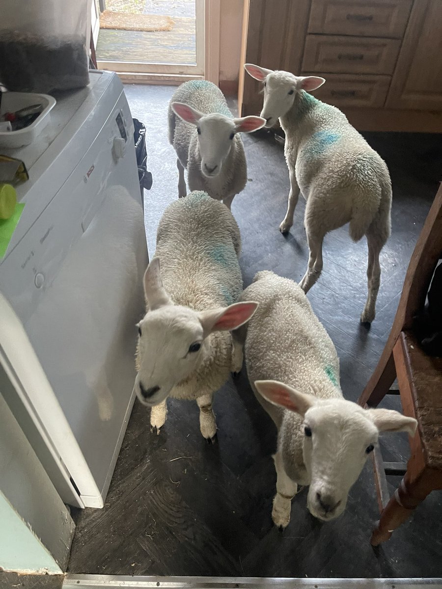 My early morning board meeting they are keen workers and come in to work early, it takes a team to run a business so I’m told 🤔