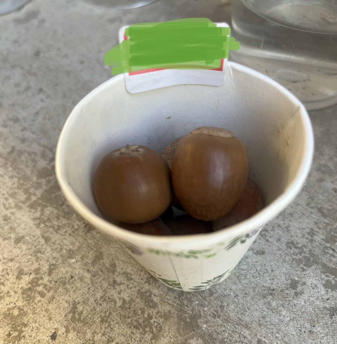 3度目の練習会で、ペア戦のみだったけれど、どんぐりたくさんもらえました！
#モルック