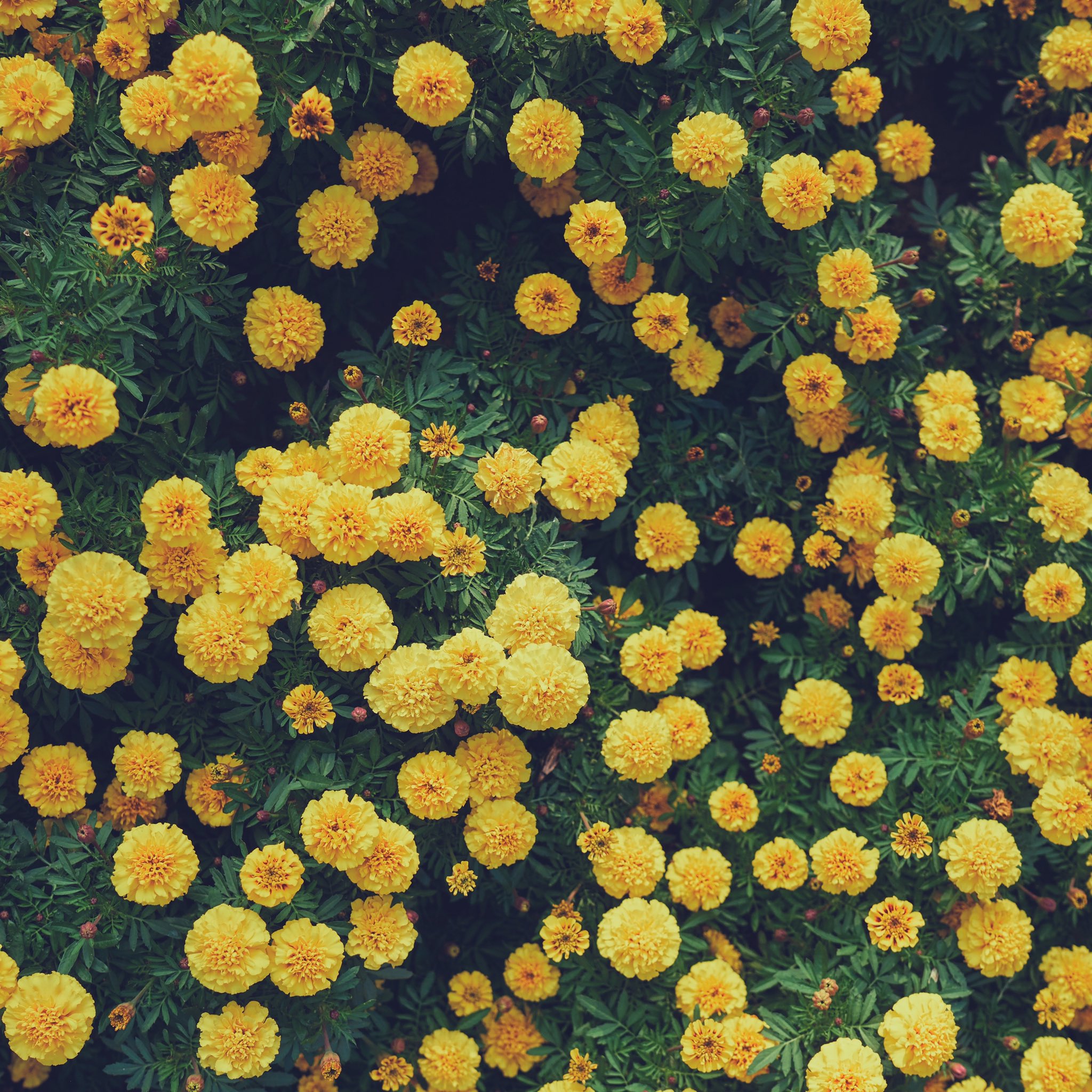 Yellow screensaver deals