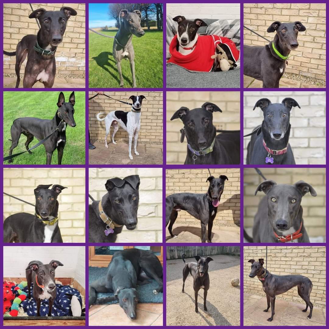 We currently have these 16 beautiful Greyhounds looking for their forever homes ❤️

You can find their full details and our adoption process on our website barleykennels.co.uk/adoption 

#Greyhoundsmakegreatpets 
#Greyhounds
#RetiredGreyhounds