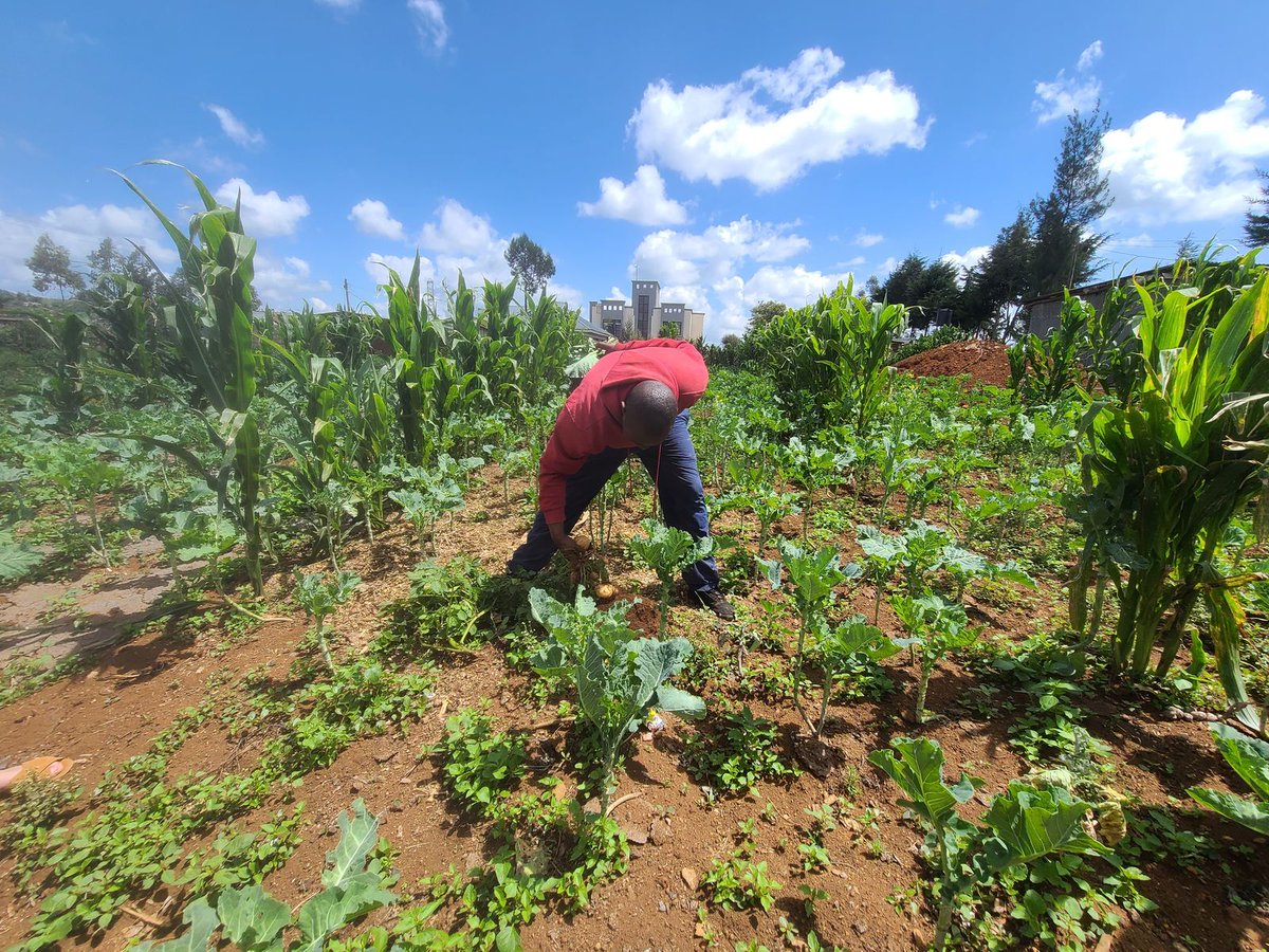 Catalyst Fund invests in tech startups combating food waste &amp; insecurity, optimizing supply chains, reducing waste, supporting farmers in climate-vulnerable areas. Ensuring access to food for those in need: thecatalystfund.com/insights-blog/…

#FoodSecurity #TechInnovation