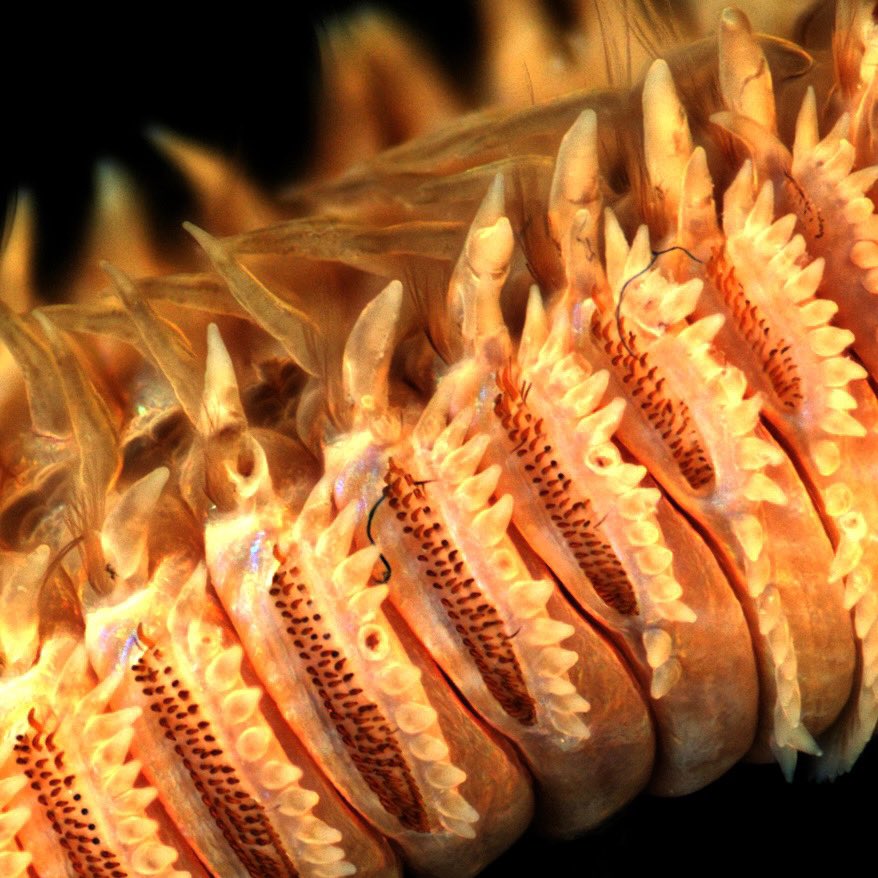 Orbinia in fire #WormWednesday