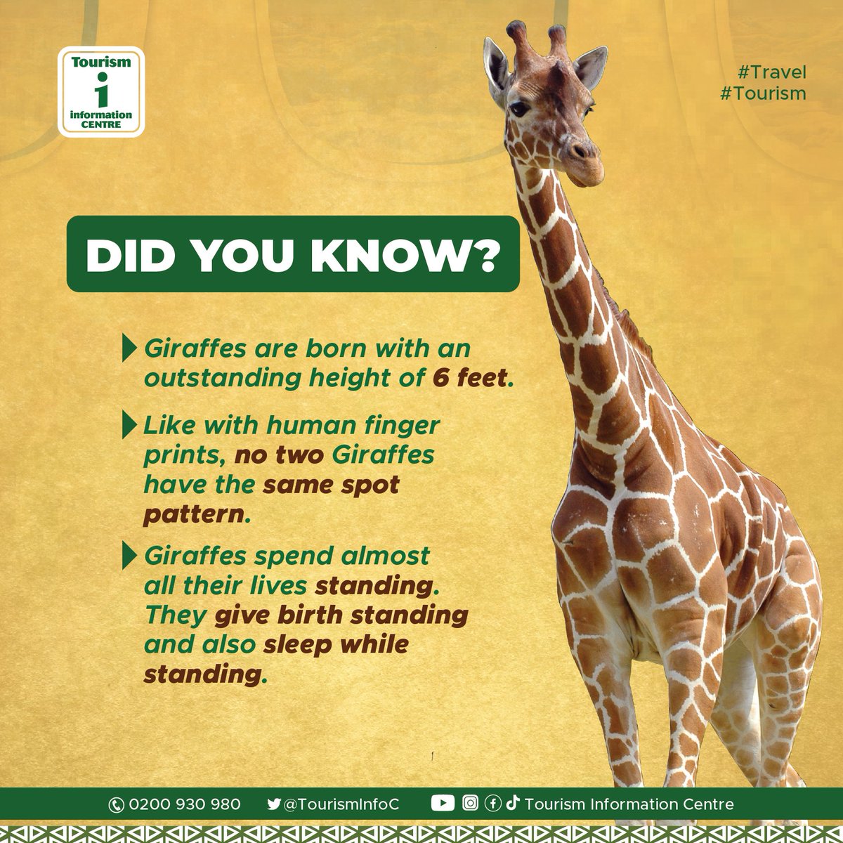 Praise200230's tweet photo. "Spot the difference with a giraffe! @hanzetours 

@TourismInfoC
@hanzetours1
@uganda_expozed https://t.co/d6b2qfLWY5