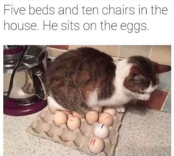 WholesomeMeme's tweet photo. https://t.co/NuWl3IFhDd