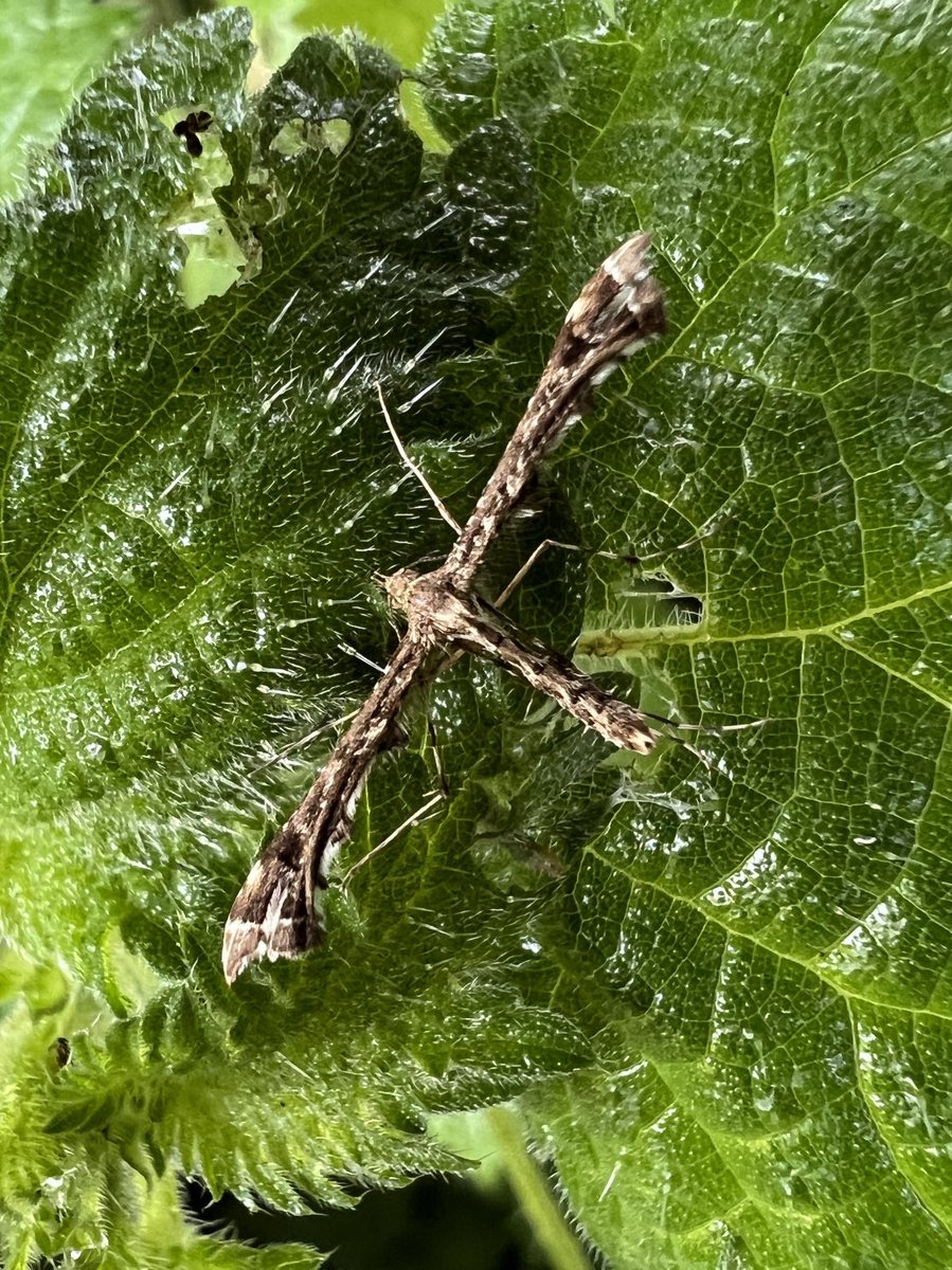 SimonGray14's tweet photo. Beautiful plume or brindled plume? @MOTHIDUK @gcampbellphoto @BritishMoths #plumemoth https://t.co/XZuiCMWTZe