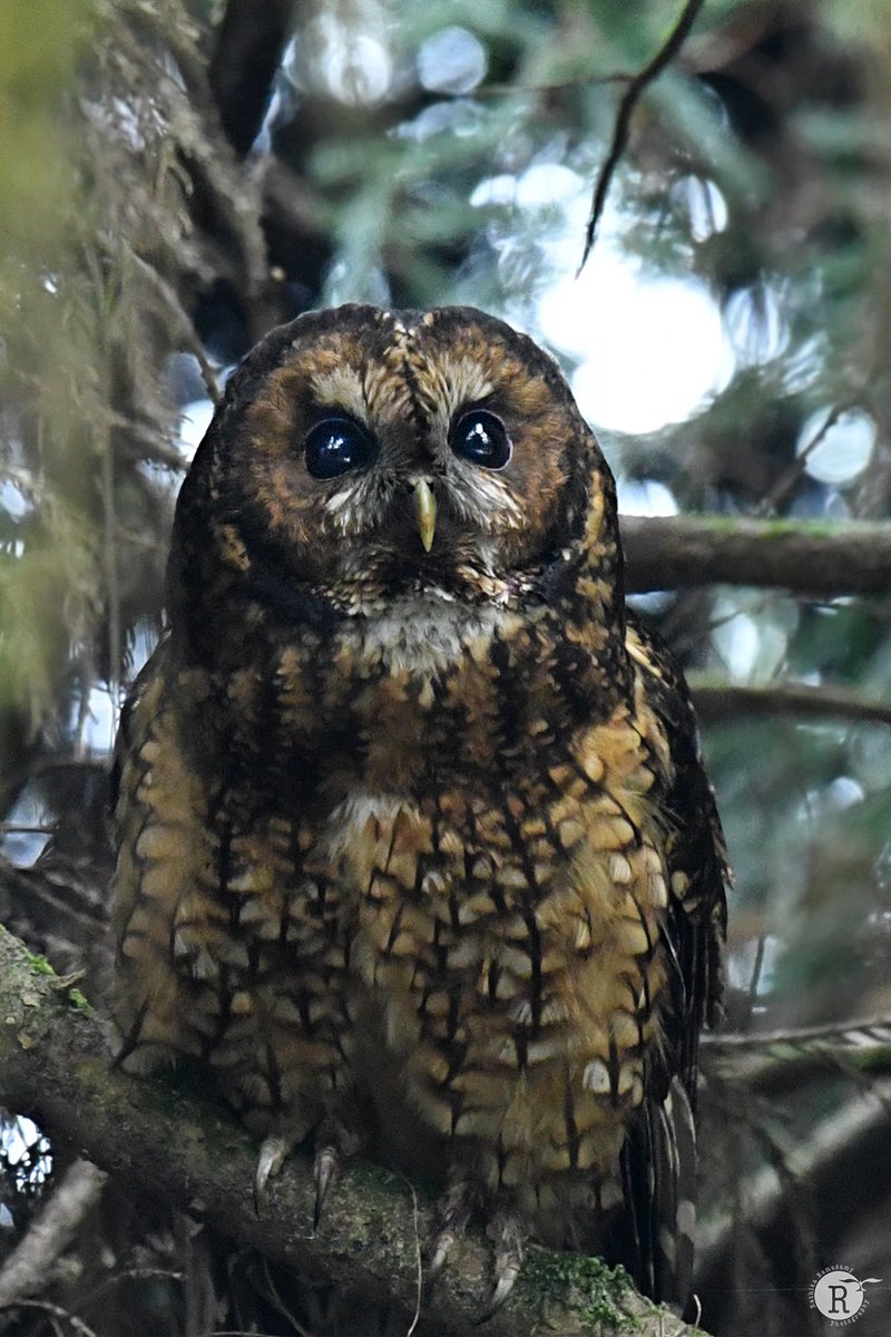 Himalayan wood owl

#rathikaramasamy
#wildlifephotography 
#naturephotography
#birdofinstagram
#birdwatching
#nature
#birdphotography
#WildlifePhotography
#wildlifetravel
#birdsofindia  
#indianbirds 
#nikonindia
#birdphotography
#bestbirdshots 
 #birdwatching