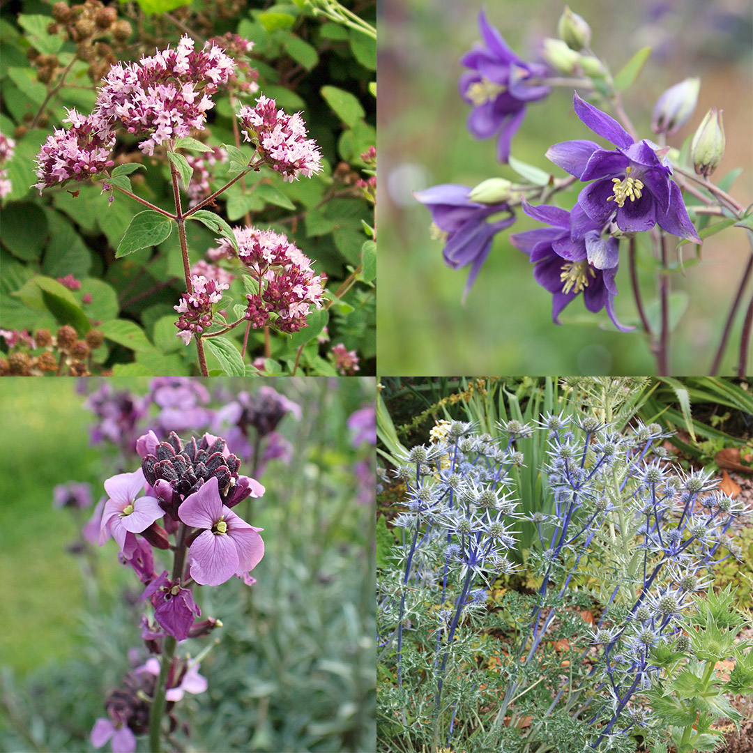 BumblebeeTrust's tweet photo. 🌱 July is a great time to plant oregano, columbine, sea holly, or wallflower ‘Bowles’s Mauve’! They will help feed hungry #bumblebees when they flower 🐝

Download your FREE #BeeTheChange July guide for full planting advice &amp; flowering times 👉 https://t.co/NBJuO1QcKc https://t.co/nLTO8oCXJ6