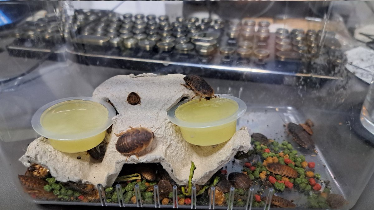 発見なんですけどマックのドリンクをテイクアウトした時について来るやつ　コオロギとかローチの隠れ家になって、ゼリーもはめられるからめちゃ良いです
#爬虫類好きと繋がりたい