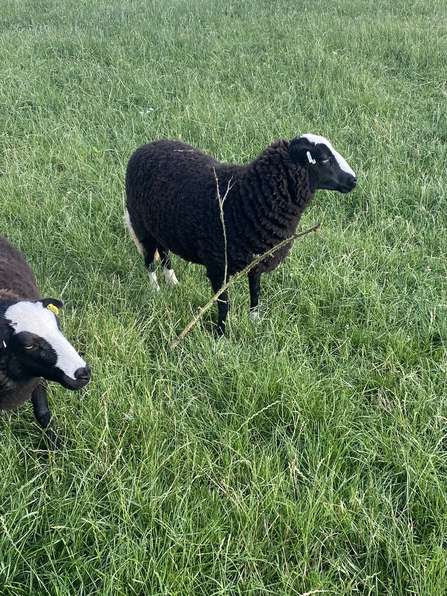 Adam Lynch tweet media