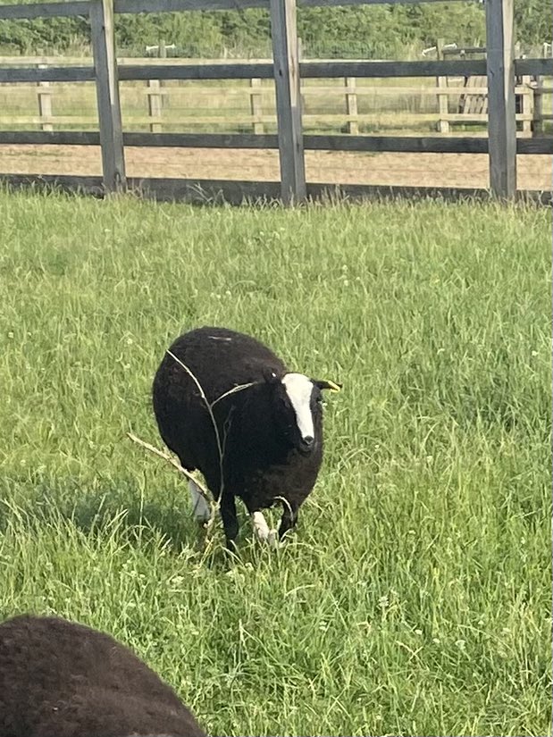 Adam Lynch tweet media