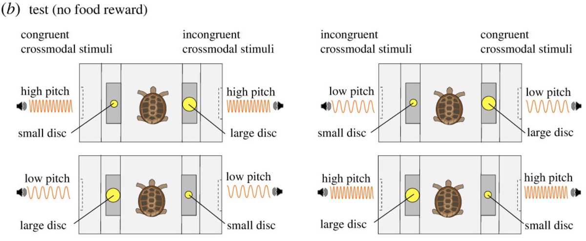 elisabetta versace (@eli_versace) on Twitter photo our new discovery on #Crossmodal tortoises 🐢🐢
royalsocietypublishing.org/doi/10.1098/rs… <a href="/RSocPublishing/">Royal Society Publishing</a> #BiologyLetters
Reptiles know that: low pitch ➡️ big size; high pitch ➡️ small size
summary youtu.be/eLqydGEIXN8 by <a href="/maria_loconsole/">MariaLoconsole</a>
<a href="/GionataStancher/">Gionata Stancher</a>
<a href="/QM_SBBS/">QM_SBBS</a> <a href="/Museo_Rovereto/">FMuseoCivicoRovereto</a> @prep our new discovery on #Crossmodal tortoises 🐢🐢
royalsocietypublishing.org/doi/10.1098/rs… <a href="/RSocPublishing/">Royal Society Publishing</a> #BiologyLetters
Reptiles know that: low pitch ➡️ big size; high pitch ➡️ small size
summary youtu.be/eLqydGEIXN8 by <a href="/maria_loconsole/">MariaLoconsole</a>
<a href="/GionataStancher/">Gionata Stancher</a>
<a href="/QM_SBBS/">QM_SBBS</a> <a href="/Museo_Rovereto/">FMuseoCivicoRovereto</a> @prep