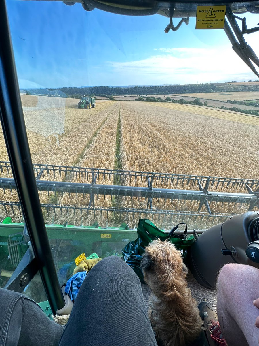 Yesterday evening Pickle (🐾) and I were on sandwich delivery. Spring barley harvest going well so far 🤞🏻 #harvest2023