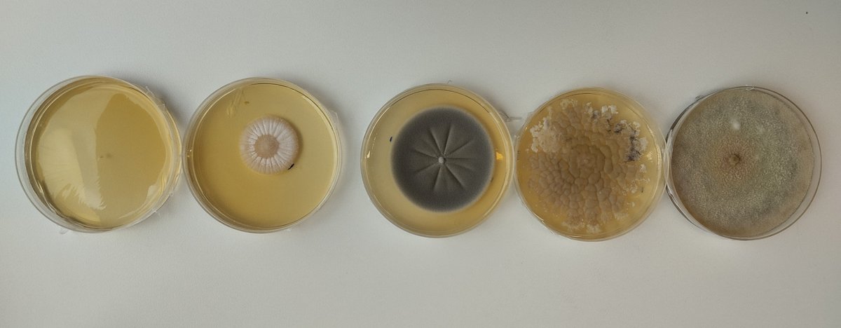 NoahHensen's tweet photo. One of the cool things about these growth assessments is being able to see some of results directly in the lab. This week's labwork shows some beautifully different phenotypes of Chaetomiaceae grown at 40°C!

#fungi #funguy #phdlife #KickAssScience #queerinstem https://t.co/dogTfyi3Mc