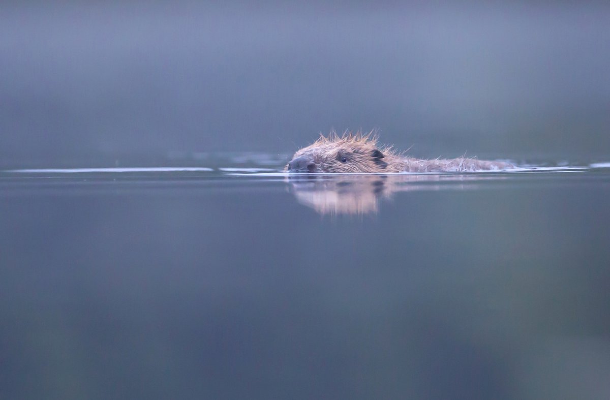 Can you help return missing species to Scotland? If so, this role might be for you. #WildlifeComeback scotlandbigpicture.com//Images/2023/0…