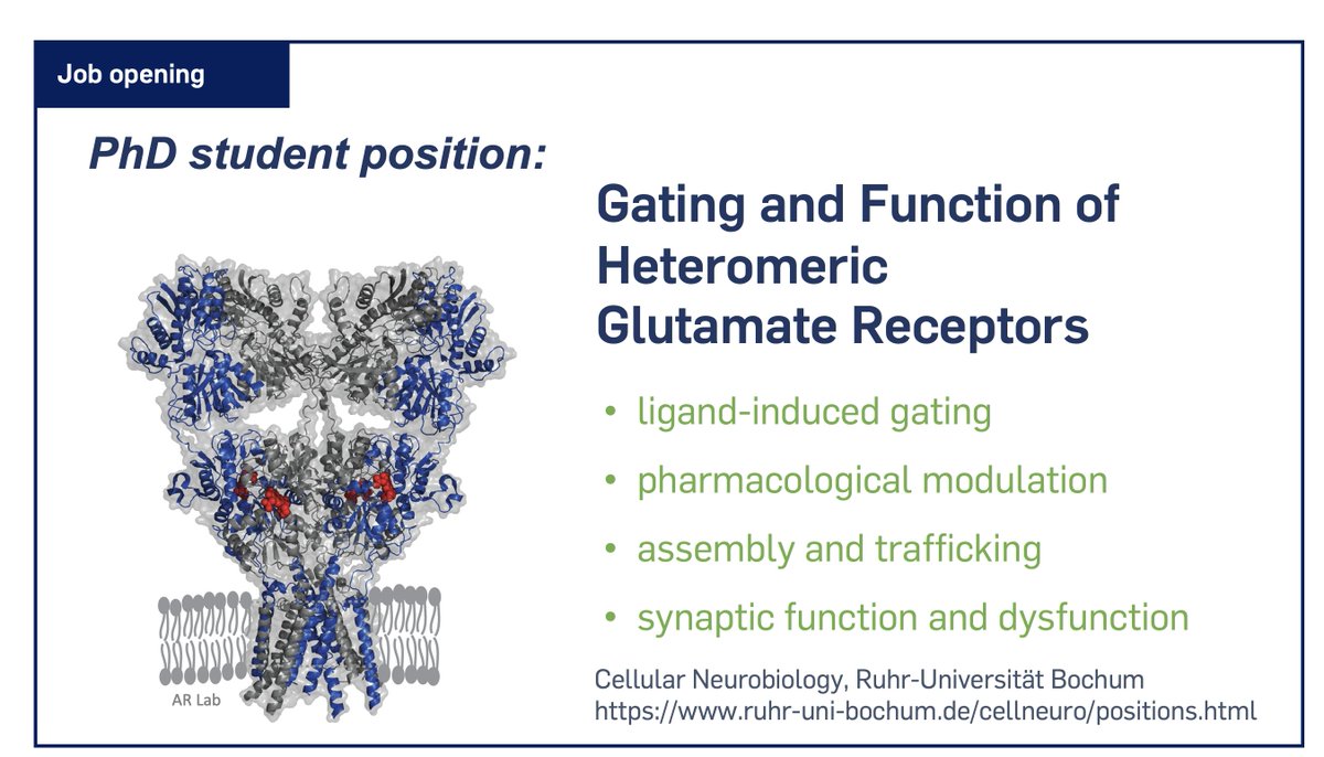 Are you excited about ion channels & receptors? Synapses, pharmacology, advanced ephys & imaging? We're looking for a motivated coworker to join us as a PhD student @ruhrunibochum. Apply or RT! #PhDposition #GlutamateReceptors #iGluR #neuroscience #biochemistry #synapse #biology