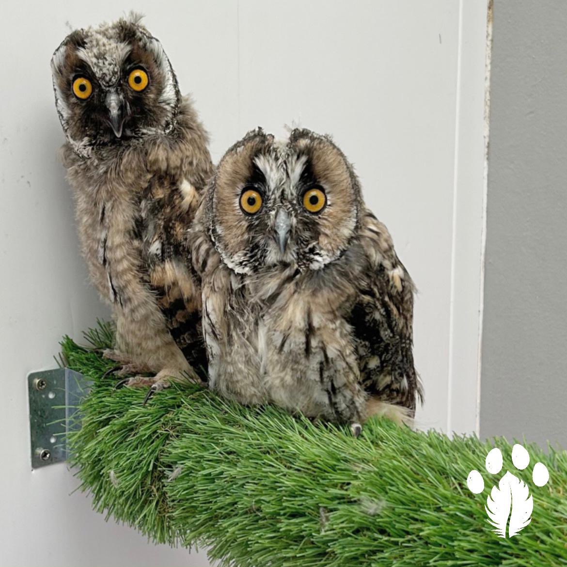 WildlifeKildare's tweet photo. Two orphaned owlets currently being rehabilitated at our Rehabilitation Centre based in Kildare town
#longearedowls #biodiversity #conservation #orphans https://t.co/usTnacNYji