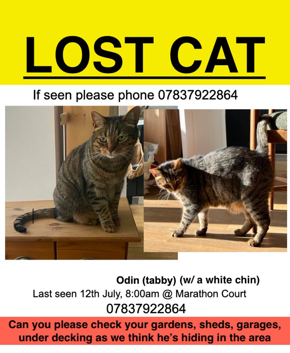 Anyone in the Clairville area of Middlesbrough please keep an eye out for my bro-in-law cat, missing since 12th July 😿