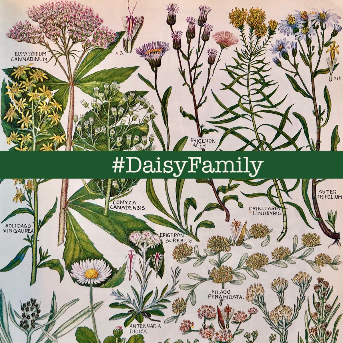 Can you find a flowering member of the Asteraceae or Daisy family? That’s the challenge this week for #wildflowerhour! Share your finds this Sunday 8-9pm using the hashtag #DaisyFamily. Happy flower hunting!