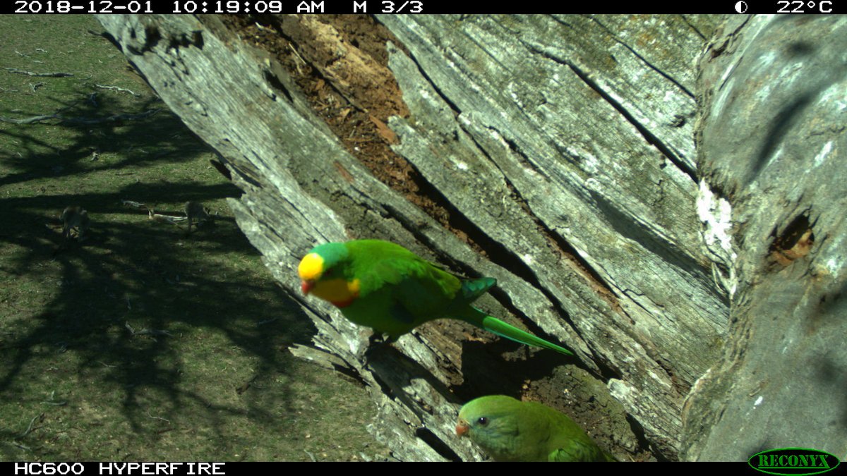 look at this iconic Australian landscape: 

superb parrots at their nest hollow in an old red gum with kangaroos grazing in the shade below