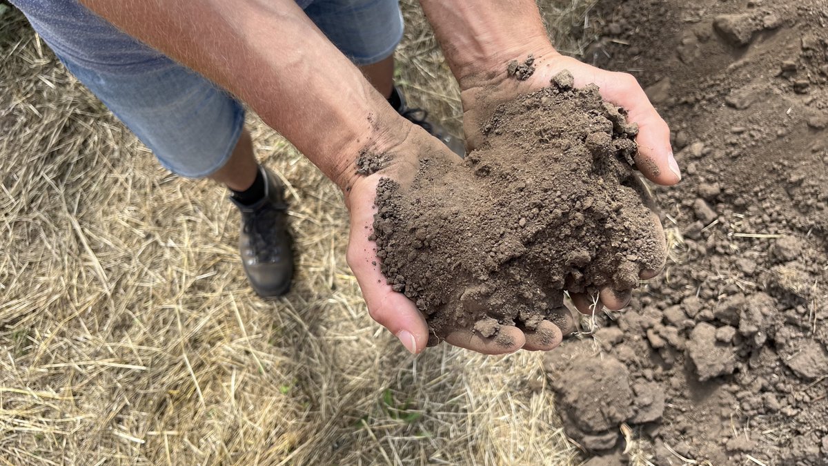 Recently there have been alarming signs of the Gebesee site losing carbon (based on eddy covariance and harvest data) despite frequent organic fertilization. More on that can be read in FLUXES vol 2: bit.ly/3NYPDdZ