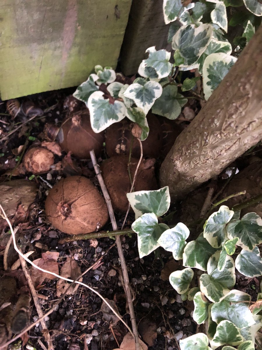 Luke Hamilton (@luke1hamilton) on Twitter photo #Gardening Twitter - Can anyone identify this seed/nut? Found in my garden nested beneath a  Weigela. Approx fist sized 
#plantID #Gardening Twitter - Can anyone identify this seed/nut? Found in my garden nested beneath a  Weigela. Approx fist sized 
#plantID