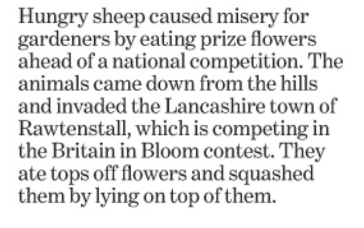 I bet the sheep were from Yorkshire!😂 #BritainInBloom