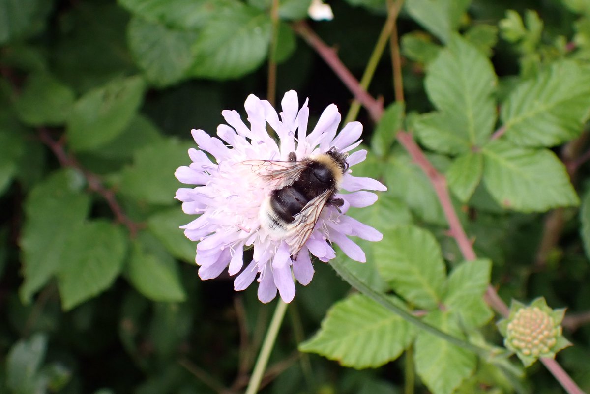 Possibly Cuckoo bee Bombus vestalis on Scabious #WildWebsWednesday