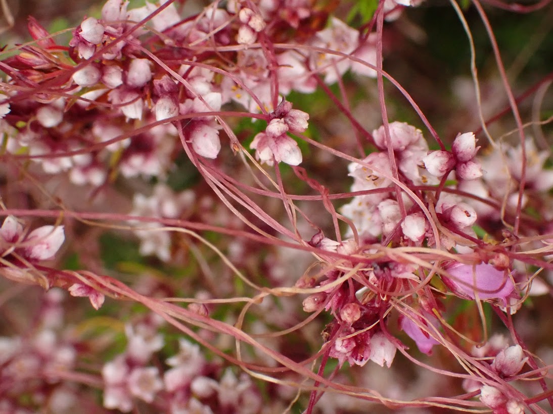 Went back to Hesworth Common, Fittleworth, West Sussex on 17.07, after accidentally seeing Dodder, Cuscuta epithymum, on 15.07, to take more photos. This 'vampire lasso' (@thorogoodchris1) is parasitising Erica cinerea, Bell Heather, in such a colourful way! @BSBIbotany @sdnpa