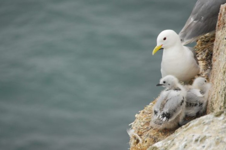 🆕 3 more Favourable Conservation Status definitions have been published! Based on ecological evidence to describe what 'good' looks like in England.  

View all 36 definitions here: publications.naturalengland.org.uk/category/54150…

#kittiwake #maritimecliffs #violetclickbeetle