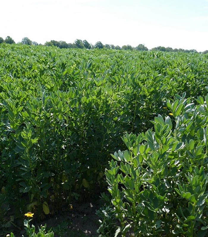 Woensdag = deze zomer praktijkonderzoeksdag bij #HASgreenacademy! We lichten steeds een project uit. Vandaag: 'Kringlooplandbouw in uitvoering'. We helpen agrarische ondernemers bij innovatieve experimenten op proeflocatie Agroproeftuin de Peel. Meer info: bit.ly/3Q8vZ1T