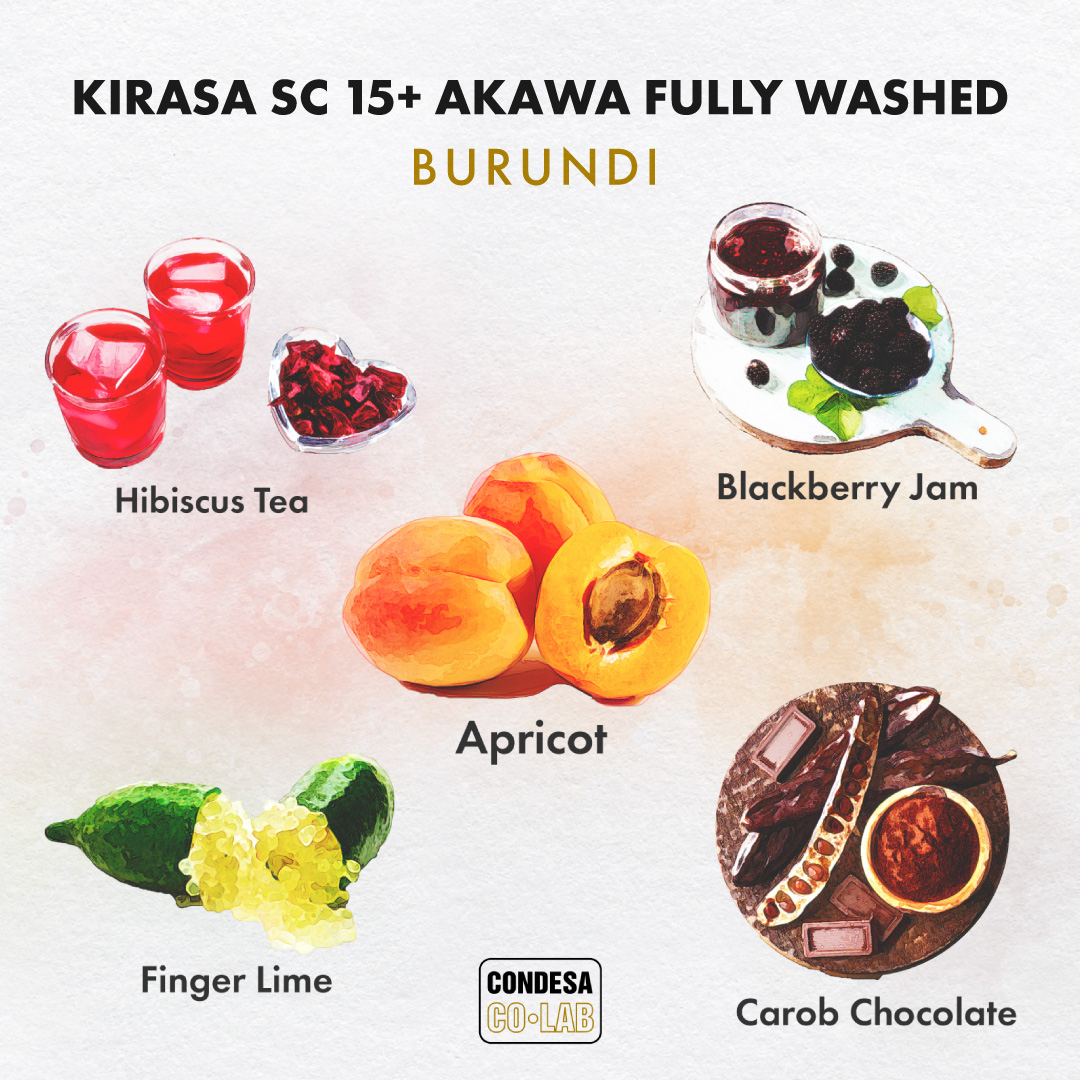Apricot, blackberry jam, and hibiscus… sweet flavours from our sustainably-grown Kirasa beans. Purchasing this 87+ lot helps to support and enrich local communities through water and soil initiatives.

Sample the extraordinary at cutt.ly/EweURYkw #CondesaCoLab