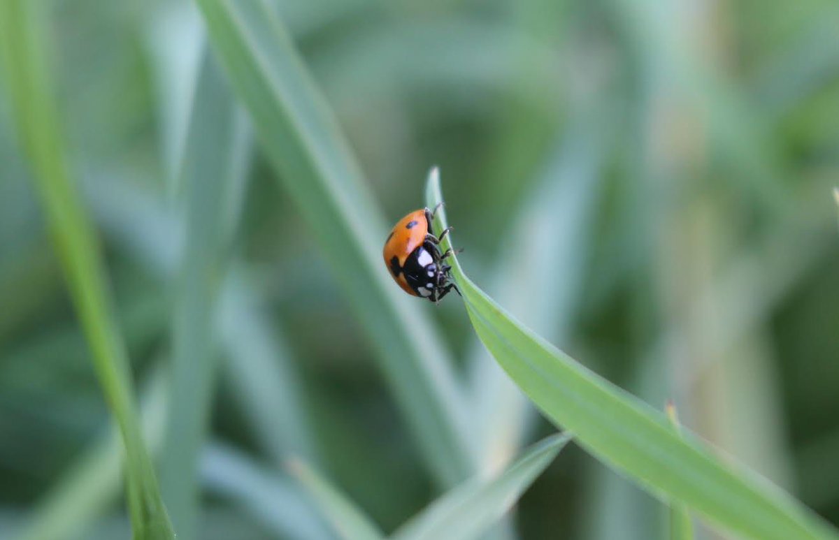 Entomologic_al's tweet photo. We hope that tools provided by our study will facilitate development of further sustainable approaches to food production in other Mediterranean orchard systems.  8/8 https://t.co/DMvQWB67r0