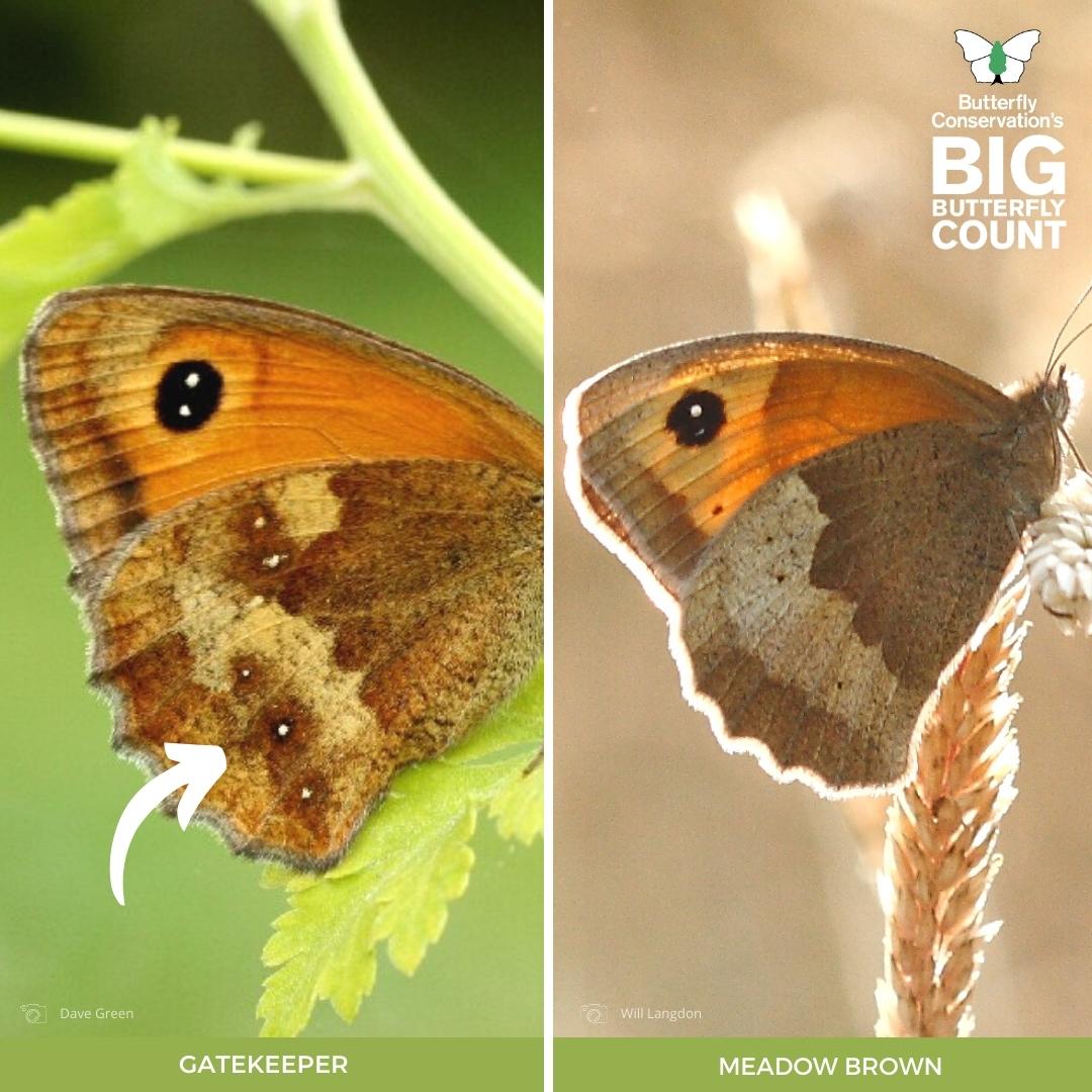 With the #BigButterflyCount well underway, keep your eyes open when spotting differences between species 👀 Tiny white dots on underside hindwing means you've spotted a Gatekeeper - there are none on Meadow Brown! Get out for the Count 👉 bigbutterflycount.org