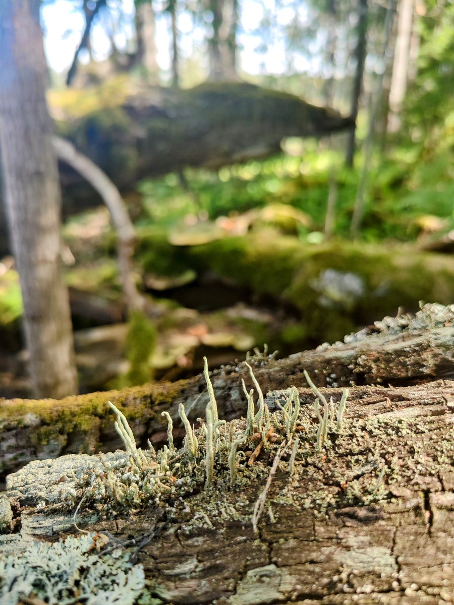 Pihla Kivistö tweet media