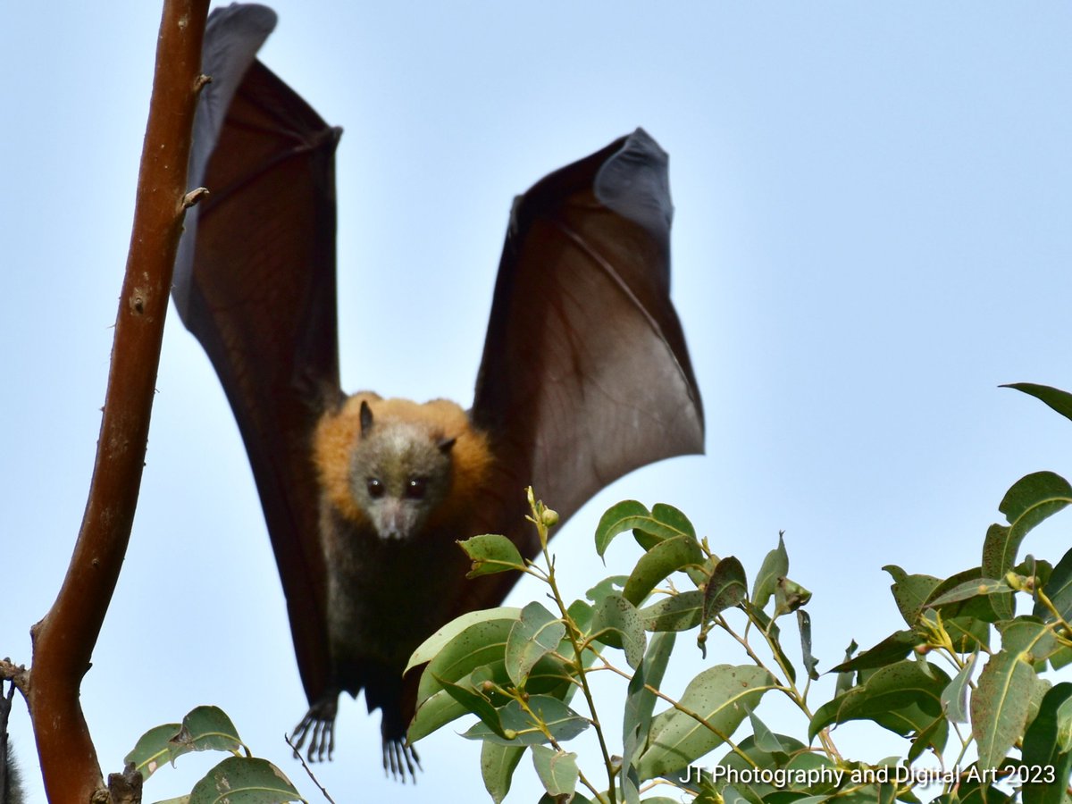 GraveWhisperer's tweet photo. #art #digitalart #photography #wildlife #bats #mammals #trees #animals #animalphotography #midflight #naturephotography #nature #wildlifephotography #Chiroptera https://t.co/5Nv623hYJZ
