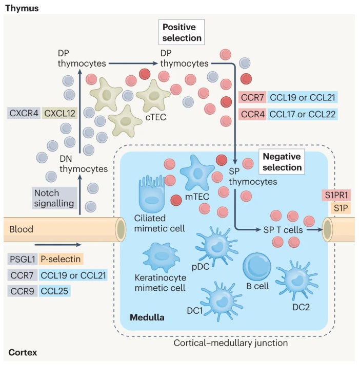 Nature Rev Immunol (@natrevimmunol) on Twitter photo NEW Review: 'A guide to thymic selection of T cells' provides an introductory-level overview of the sophisticated thymic selection mechanisms that ensure our T cell repertoire is both useful and safe
bit.ly/3Oi2Y2i
by <a href="/ChezMaude/">Maude Ashby</a> & Kris Hogquist <a href="/Jamequistlab/">Jameson Hogquist labs</a> NEW Review: 'A guide to thymic selection of T cells' provides an introductory-level overview of the sophisticated thymic selection mechanisms that ensure our T cell repertoire is both useful and safe
bit.ly/3Oi2Y2i
by <a href="/ChezMaude/">Maude Ashby</a> & Kris Hogquist <a href="/Jamequistlab/">Jameson Hogquist labs</a>