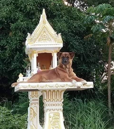 ศาลเดียวที่เคารพ