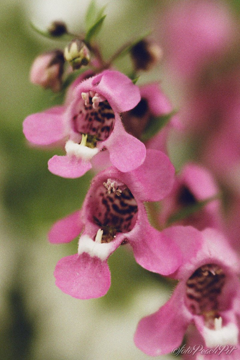 #ファインダー越しの私の世界 #キリトリセカイ #アンゲロニア #Angelonia #花 #花写真 #flower #flowers #flowerphotography #photography #ManualLens #lensbaby #velvet56 #Nikon #NikonD810