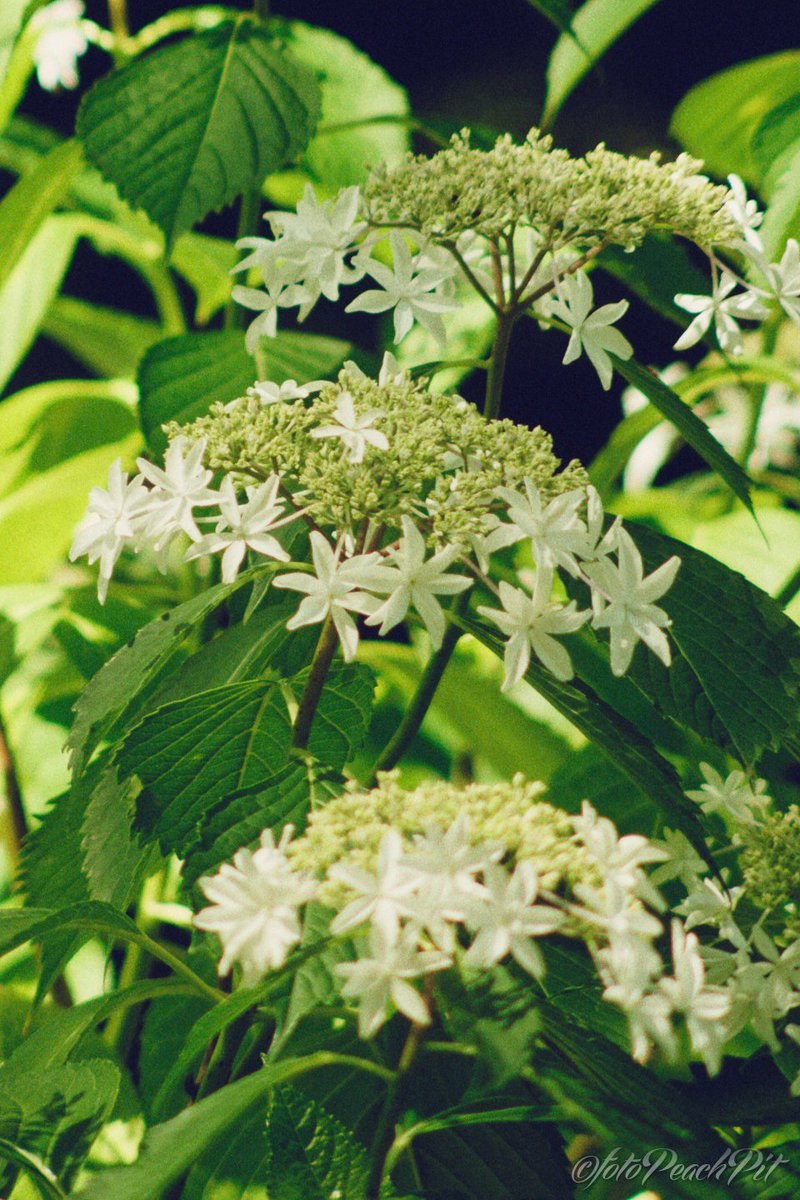 #ファインダー越しの私の世界 #キリトリセカイ #紫陽花 #Hydrangea #花 #花写真 #flower #flowers #flowerphotography #photography #ManualLens #SuperTakumar #オールドレンズ #Nikon #NikonZ6