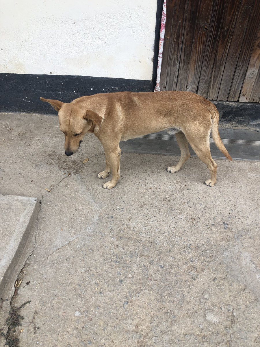 MrBlackOG's tweet image. Why do black people have this dog😭💀 what breed is it?