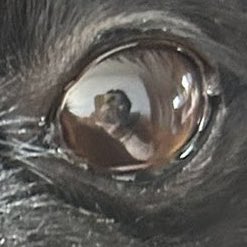 맑은눈의달겸이