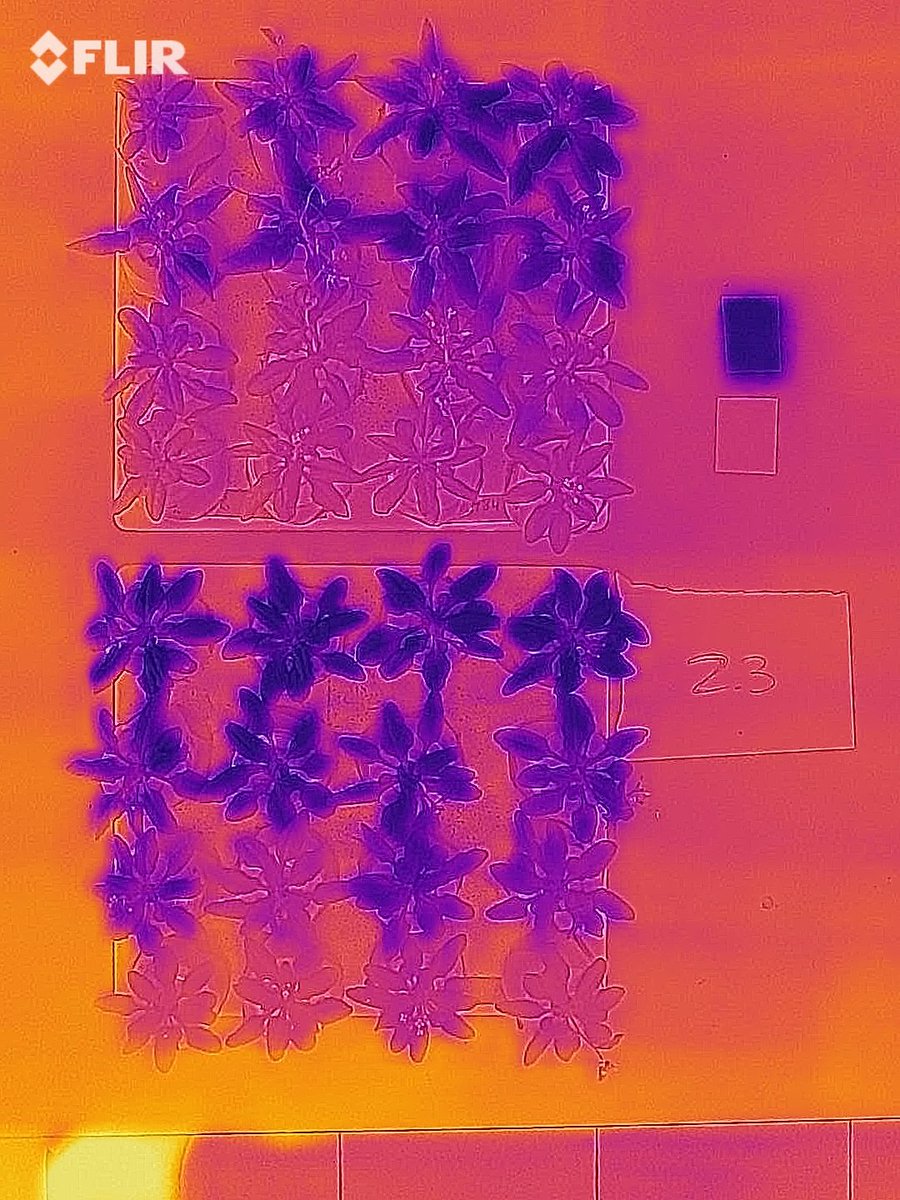 de_ollas's tweet photo. Al igual que nosotros, las plantas transpiran para eliminar calor y reducir su temperatura. La termografía es la técnica que nos permite ver la temperatura de las superficies, en este caso hojas para evaluar su temperatura y su transpiración.
#UJI #AgroUJI
#AVIxFEDER #Innoagents https://t.co/qdzhgMr1MS