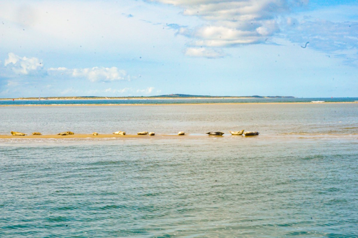 Immer wieder ein Highlight für unsere Gäste:
Seehunde auf der Sandbank beobachten! 😍🦭🏖️
#LaBohème #Segeln #Wattenmeer #Vlieland #Terschelling #Seehunde #HollandSail #oceanlovers #sailorslife